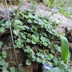 Lobelia minutula Habit