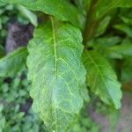 Gynura procumbens Fulla