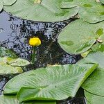 Nuphar pumila फूल