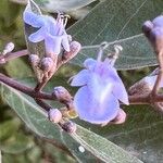 Vitex trifolia Цвят