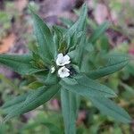 Buglossoides arvensis Λουλούδι