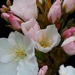 Prunus × yedoensis Flower