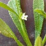 Galium aparine花