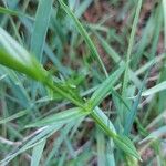 Stellaria graminea Likasa