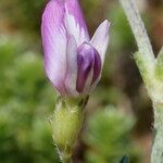 Astragalus baionensis 花