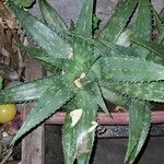 Aloe maculata Blatt