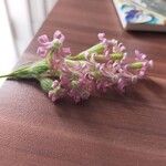 Silene bellidifolia Flower