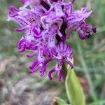 Orchis simia Blüte