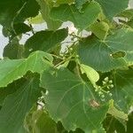 Tilia tomentosa Leaf