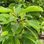 Magnolia kobus Hoja