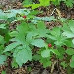 Hydrastis canadensis Habit