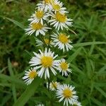 Symphyotrichum lanceolatum Листок