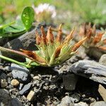 Trifolium thalii Other