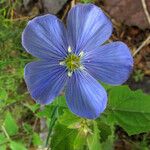 Linum lewisii Flower