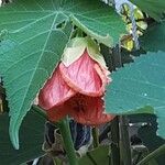 Callianthe picta Flor