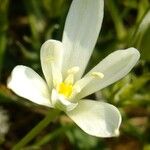 Ornithogalum gussonei ᱵᱟᱦᱟ