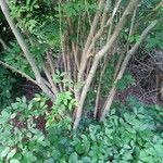 Staphylea pinnata Libunga