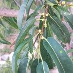 Ficus salicifolia Leaf