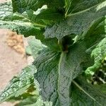 Verbascum virgatum Blatt