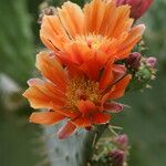 Opuntia lasiacantha Flor