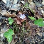 Anemone hepaticaFloare