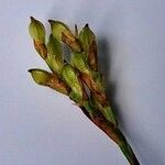 Carex ornithopoda Fruit