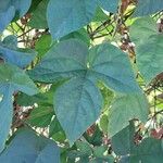 Ipomoea indica Leaf