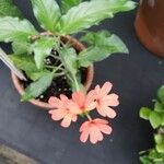 Crossandra nilotica Flor
