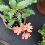 Crossandra nilotica Blomst