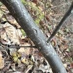 Shepherdia canadensis 樹皮
