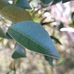 Olax dissitiflora Leaf