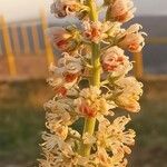 Reseda alba Flower