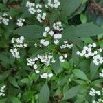 Ageratina riparia Blomma