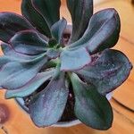 Echeveria nodulosa Ліст