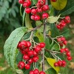 Cotoneaster frigidus Frucht