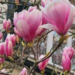 Magnolia × soulangeana Цветок