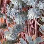 Sedum palmeri ഇല