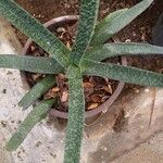 Gasteria carinata Leaf