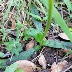 Orchis provincialis Hoja