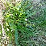 Leucojum vernum ഇല