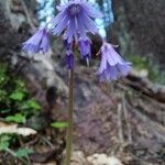 Soldanella alpina Flower