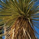 Yucca thompsoniana Foglia