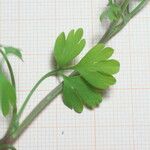 Fumaria bicolor 葉