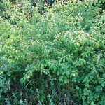 Cornus sanguineaHabitat