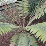 Encephalartos pterogonus पत्ता