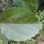 Ficus mauritiana List