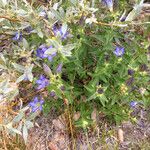 Gentiana calycosa Habit