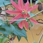 Passiflora manicata പുഷ്പം