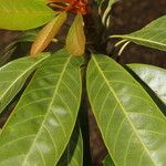 Chrysophyllum colombianum Leaf