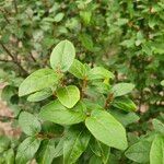 Shepherdia canadensis Лист